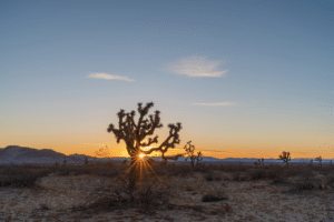 Sun setting behind a Joshua tree (Yucca brevifolia) at the Saddleback Butte State Park in Lancaster, California