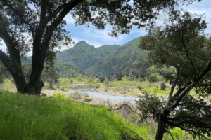 In a view looking south east framed by oak trees, Malibu Creek meanders past mounds of green grass in Malibu Creek State Park 